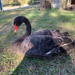 Meet your Posher, Elena